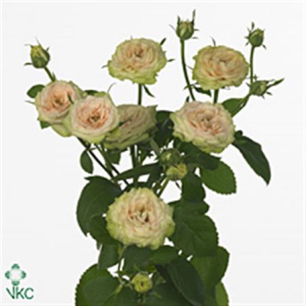 Rose Tr Romantic Pepita 40cm A1