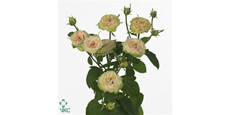 Rose Tr Romantic Pepita 50cm A1