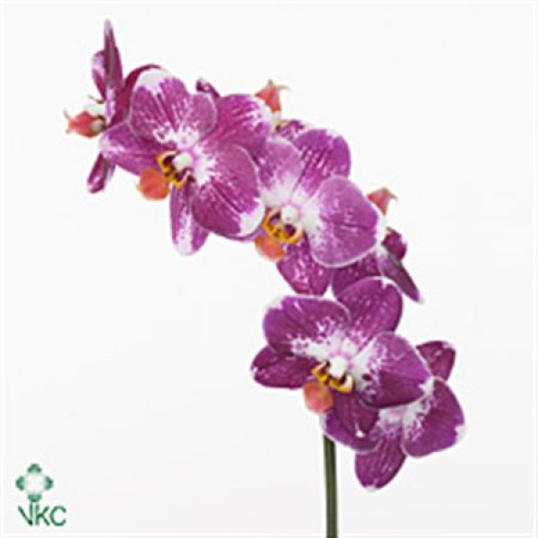 Orchid Phal Magic 25cm A1