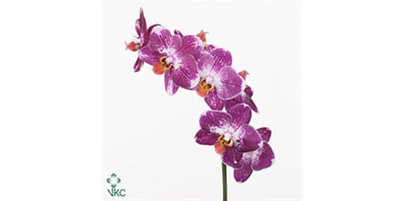 Orchid Phal Magic 25cm A1