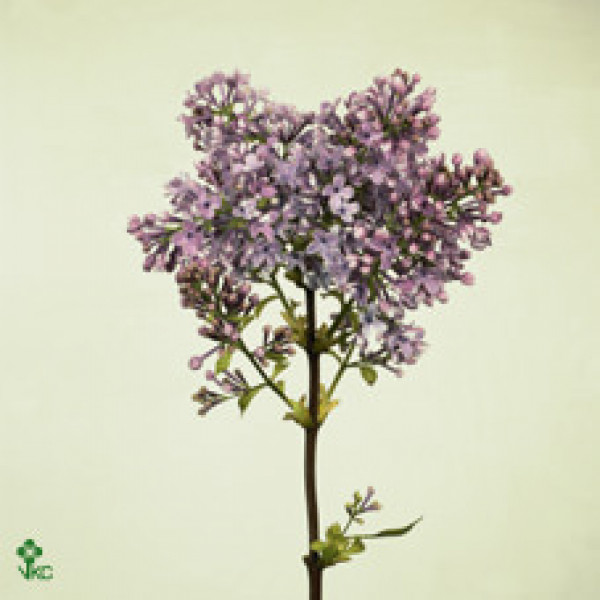 Lilac - Syringa V Hugo Koster 2Plus 70cm A1