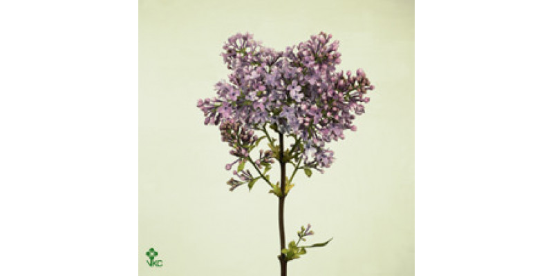 Lilac - Syringa V Hugo Koster 2Plus 70cm A1