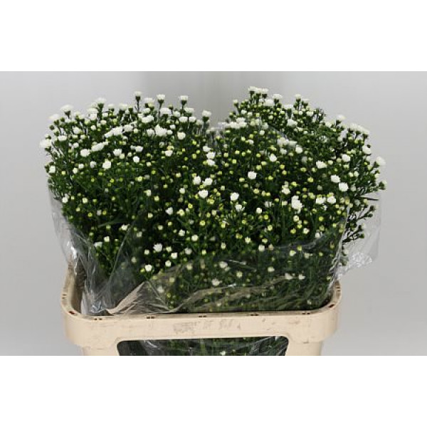 Aster Pretty Wendy 70cm IMP Col-White