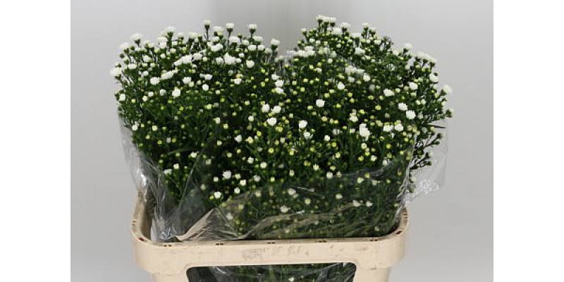 Aster Pretty Wendy 80cm IMP Col-White