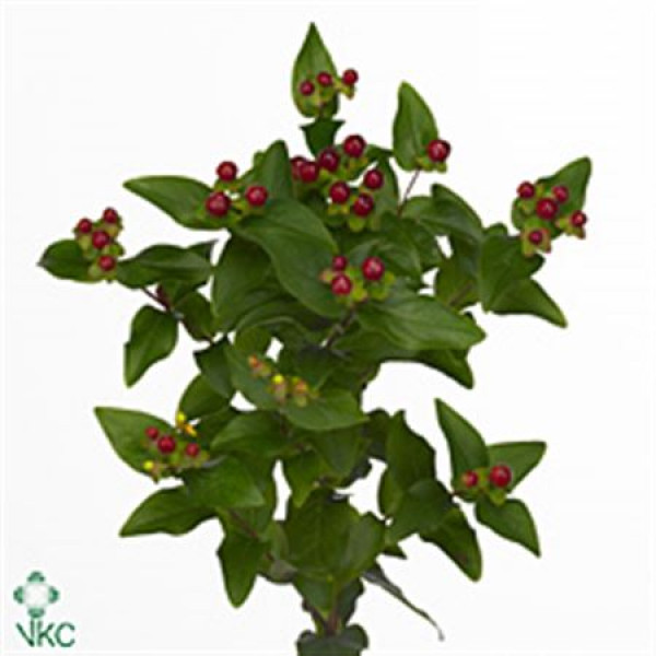 Hypericum Coco Grando 40cm A1