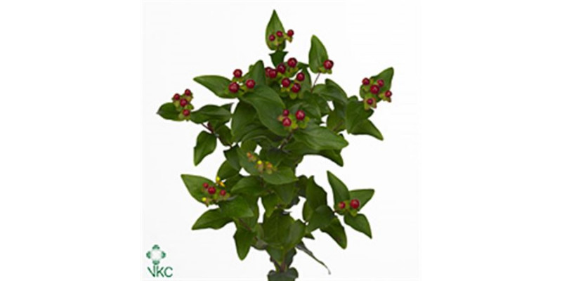 Hypericum Coco Grando 40cm A1