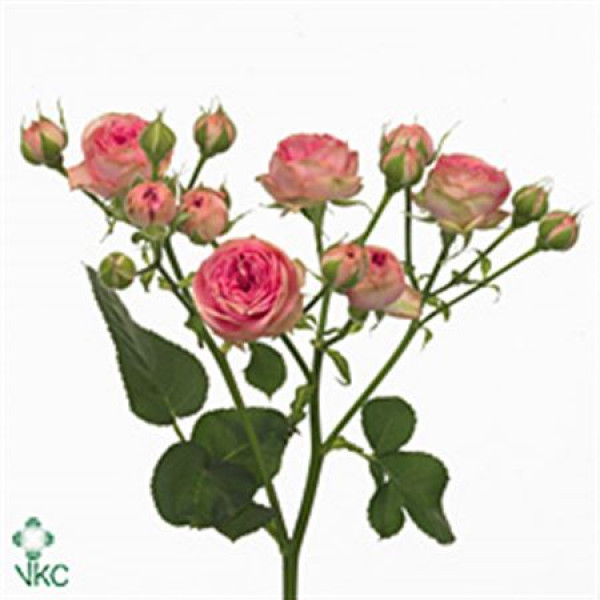 Rose Tr Super Sensation 50cm A1