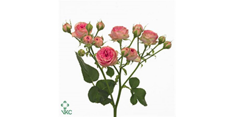 Rose Tr Super Sensation 80cm A1