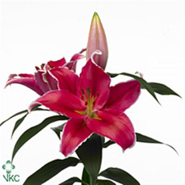 Lillys Or Indiana 1 Plus 65cm A1