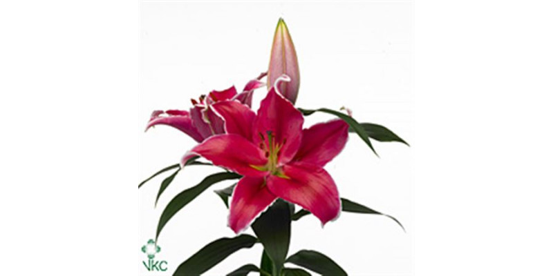 Lillys Or Indiana 1 Plus 65cm A1