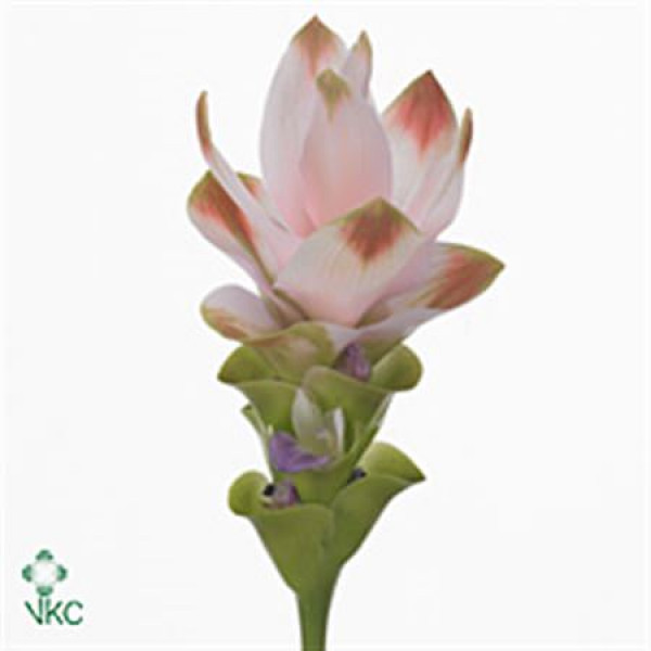 Curcuma Siam Silk 65cm A1