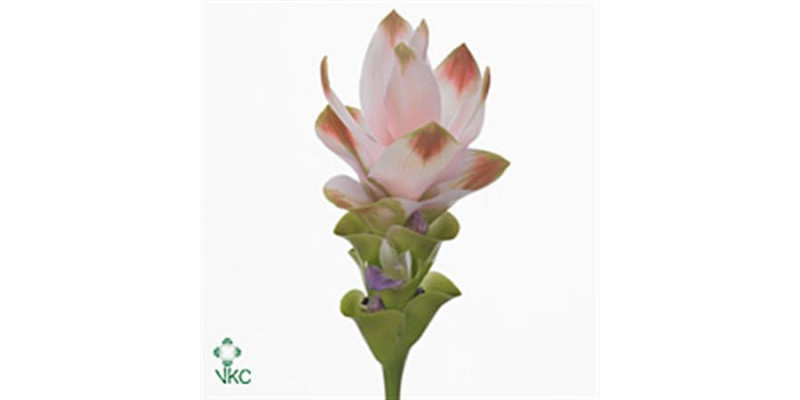 Curcuma Siam Silk 65cm A1