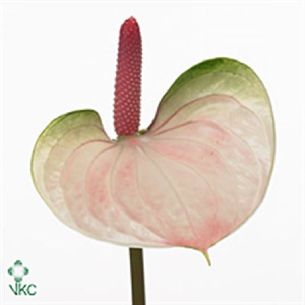 Anthurium Attractive Love 50 cm A1
