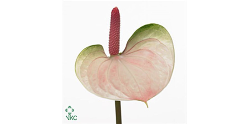 Anthurium Attractive Love 50 cm A1