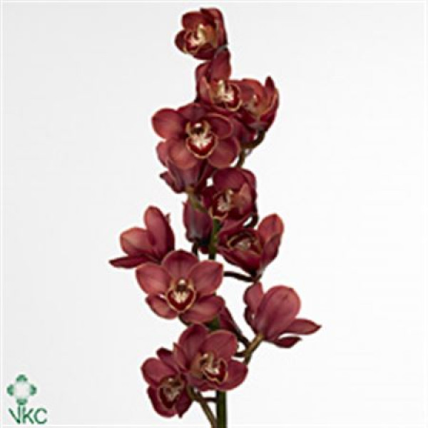 Orchid Cymb T Lucifer 80cm A1