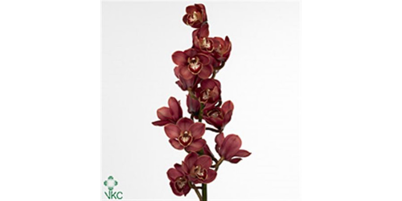 Orchid Cymb T Lucifer 80cm A1