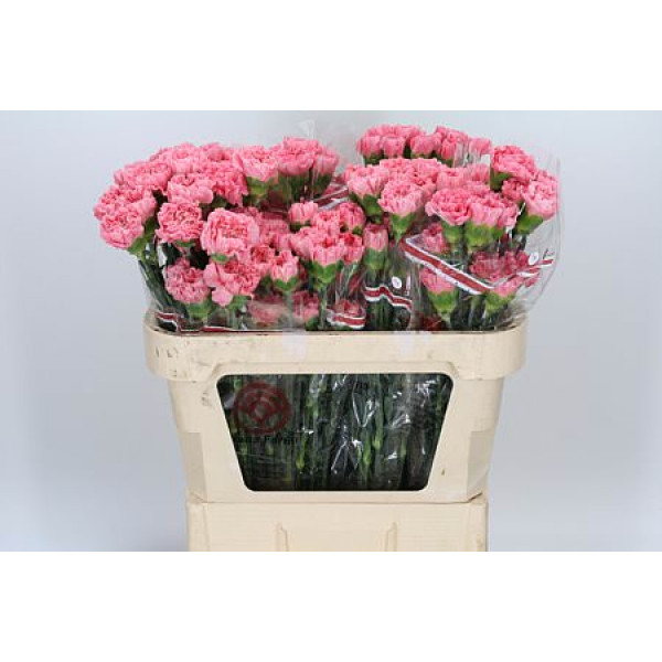 Dianthus St Pink Betsy 70cm  Col-Green