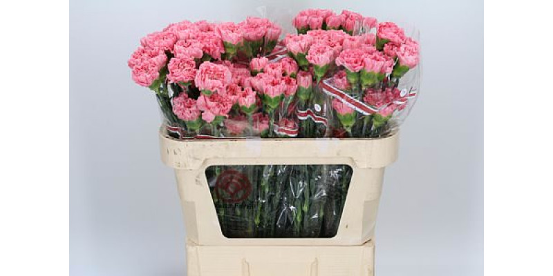 Dianthus St Pink Betsy 70cm  Col-Green