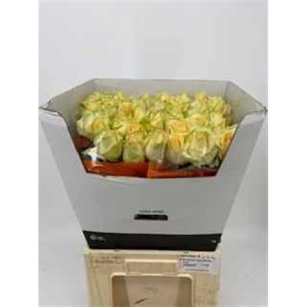 Rose Gr Avalanche PeachPlus 55cm A1