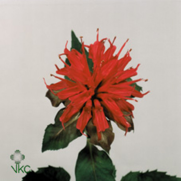 Monarda Red 55cm  Col-Red