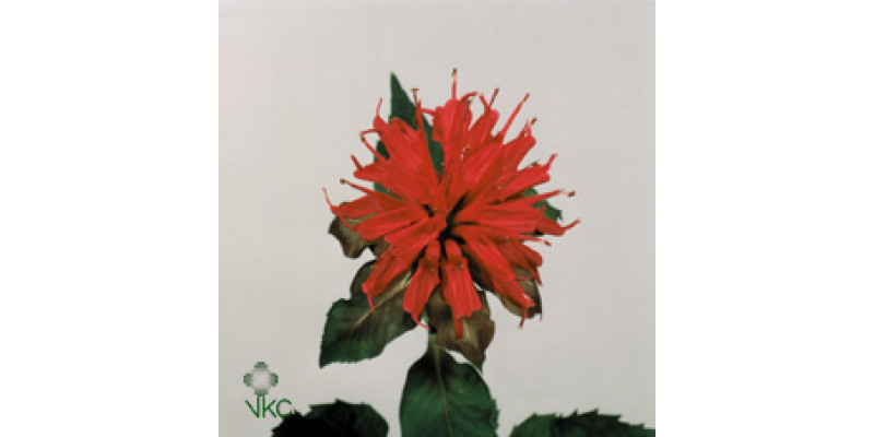 Monarda Red 55cm  Col-Red