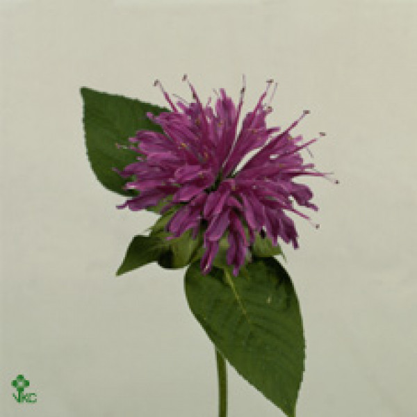 Monarda Purple 60cm  Col-Burgundy