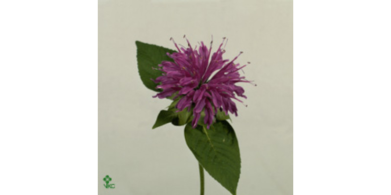 Monarda Purple 60cm  Col-Burgundy