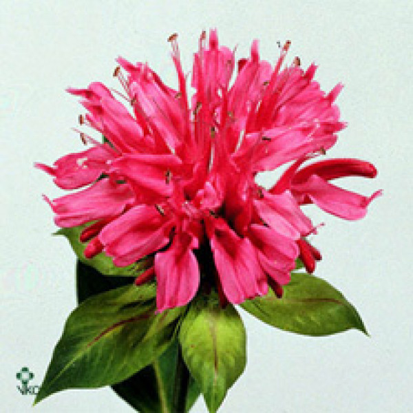 Monarda Pink 60cm  Col-Green