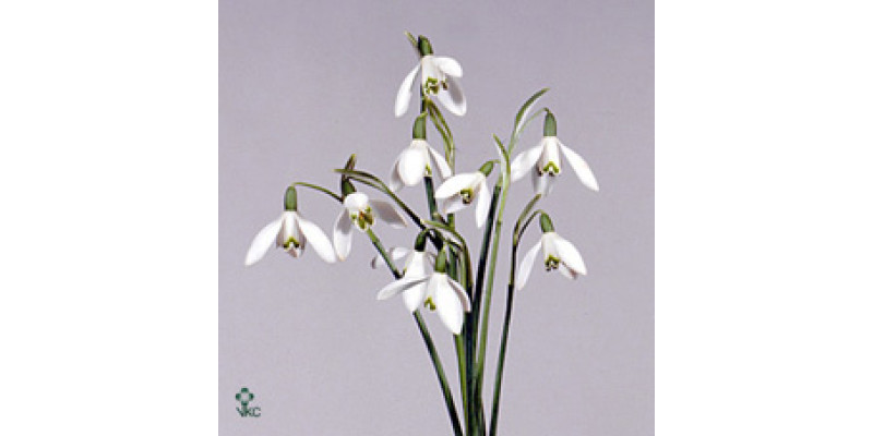 Galanthus Nivalis Bs 15 cm A1