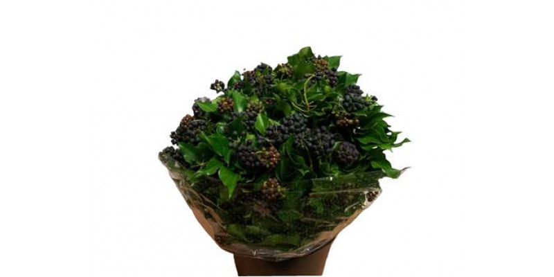 Hedera Berries 500gr 50cm A1