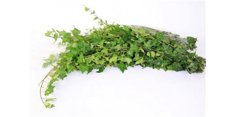 Hedera Trailing Long Green 100cm A1 (Valentine Pre Order)