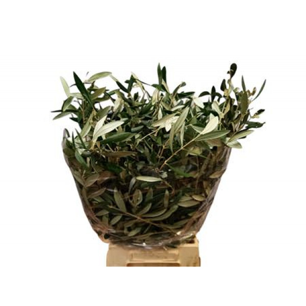 Olive 300gr 60cm 