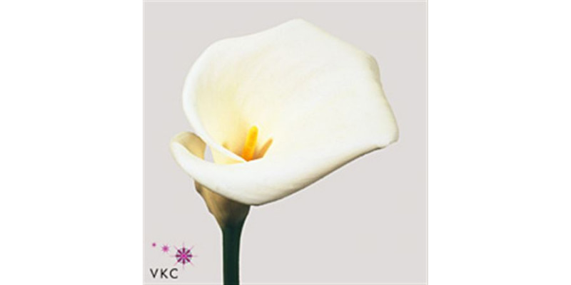 Zanthedeschias (Calla Lilly) Colombe 100cm A1 Col-White