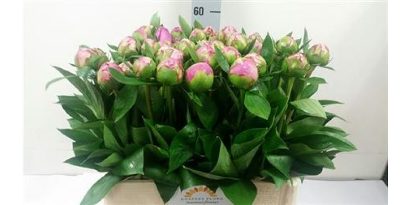 Peonies Dr A Fleming 60cm EX Col-Cerise