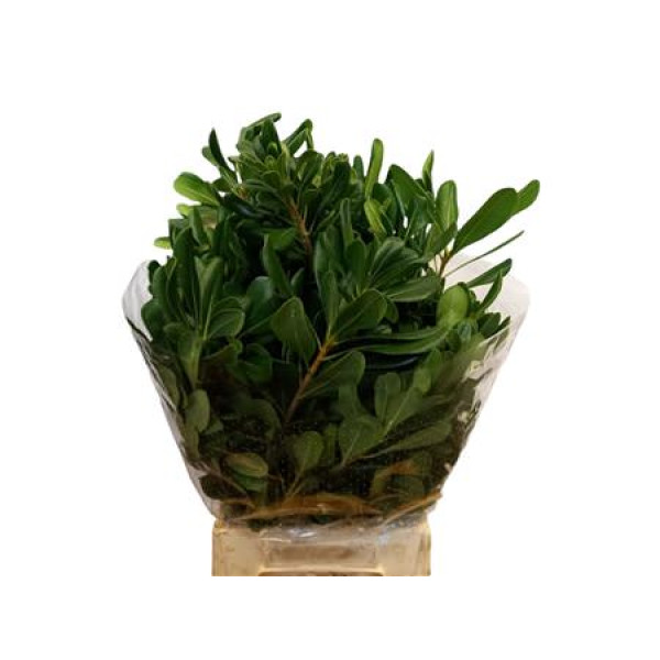 Pittosporum Tobira 50cm A1 (Valentine Pre Order)