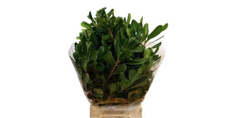 Pittosporum Tobira 50cm A1 (Valentine Pre Order)
