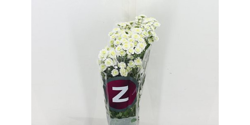 Chrysanthemums T Stallion 0 A1