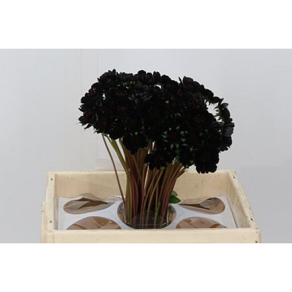 Cosmos Black Beauty 45cm A1