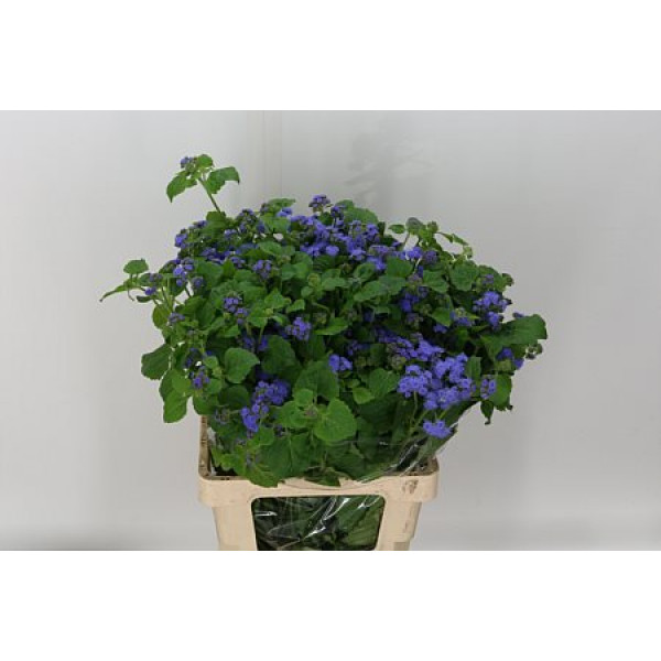 Ageratum Blue 70cm A1 Col-Blue