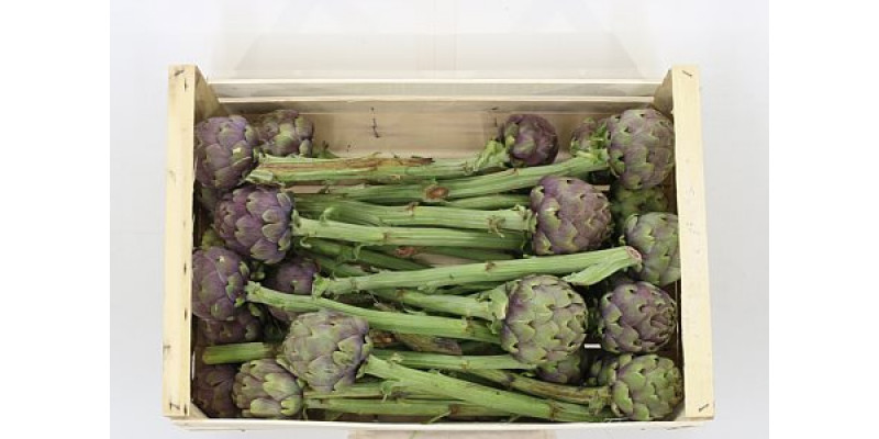 Cynara Scolymus 25cm A1