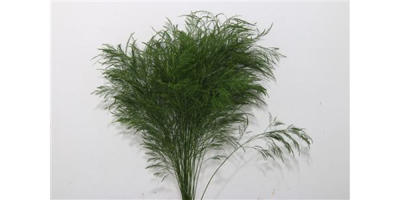 Treefern Intragreens 60 cm A1