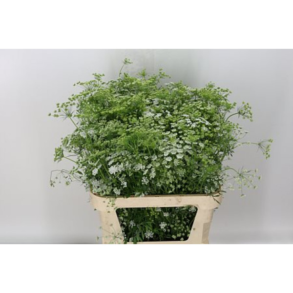 Ammi Majus 80cm A1 Col-White