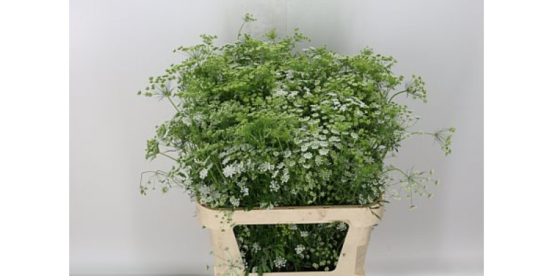 Ammi Majus 80cm A1 Col-White