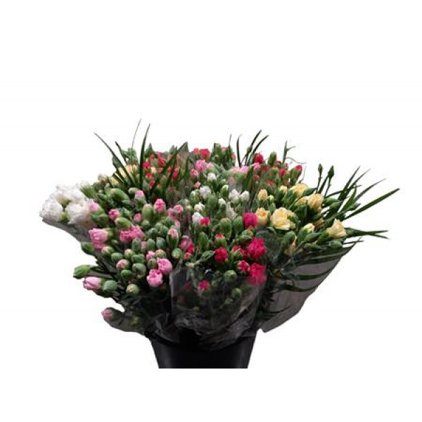 Dianthus Tr Lina 60 A1Pink