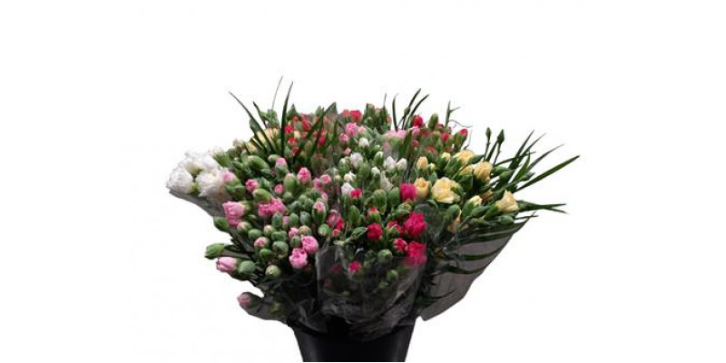 Dianthus Tr Pearl Lady 60 A1Pink