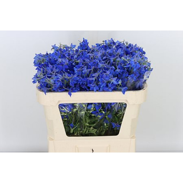 Delphinium Volkerfrieden 50cm  Col-Blue