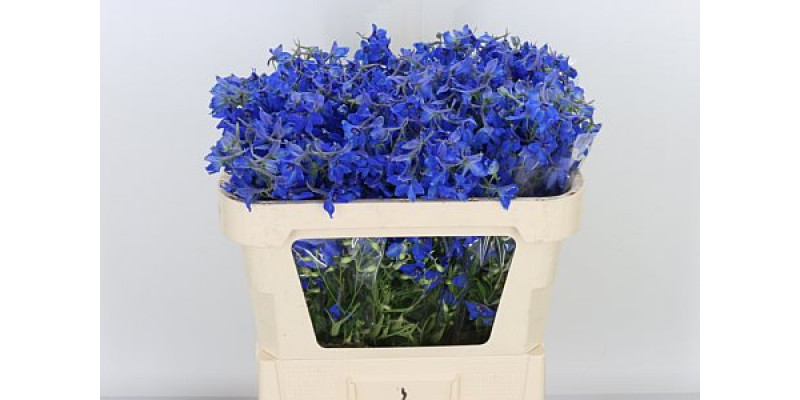 Delphinium Volkerfrieden 70cm  Col-Blue