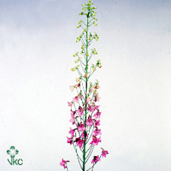 Delphinium En Pink Sensat 80cm  Col-Pink