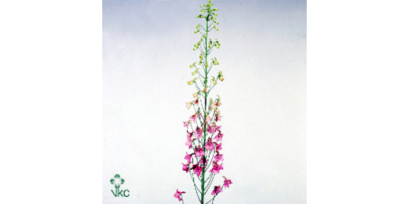 Delphinium En Pink Sensat 80cm  Col-Pink