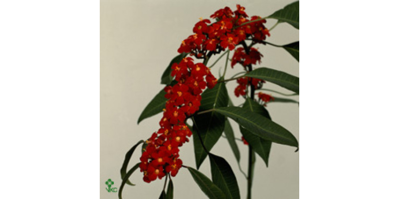 Euphorbia Fu Red 80cm  Col-Red